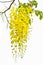 Cassia on white background.