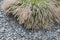 Cassian grass Pennisetum alopecuroides