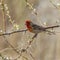 Cassin`s Finch Beatiful Song Bird of the West.