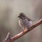 Cassin`s Finch female haemorhous cassini