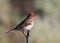 Cassin`s Finch male