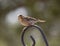 Cassin`s Finch Perching on a pole