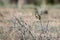 Cassin`s Kingbird perches on a bare bush in spring in New Mexico