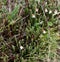 Cassiope fastigiata, Himalayan Heather, dwarf evergreen shrub