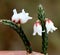 Cassiope fastigiata, Himalayan Heather, dwarf evergreen shrub