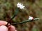 Cassiope fastigiata, Himalayan Heather, dwarf evergreen shrub