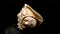 Cassis Cornuta Seashell on a black sand HD