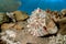 Cassis Cornuta Shell on the sand underwater