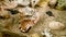 Cassis Cornuta Shell on the sand underwater 4K