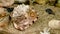 Cassis Cornuta Shell on the sand underwater HD