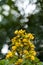 Cassod flower on tree orThai copper pod flower