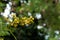 Cassod flower on tree, Thai copper pod flower bunch