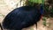 Cassowaries bird and nature background