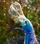 Cassowary