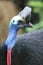 Cassowary