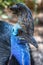 Cassowary