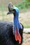 Cassowary