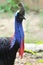 Cassowary