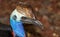 Cassowary