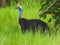 Cassowary