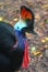 Cassowary