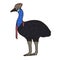 Cassowary Aussie bird color vector character side view