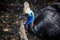 Cassowary, Australia`s most psico bird