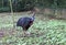 Cassowary bird