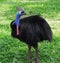 Cassowary Bird