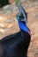 Cassowary Bird