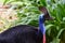 Cassowary Bird