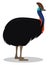 Cassowary bird, illustration, vector