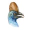 Cassowary bird portrait watercolor illustration. Hand drawn australian wildlife bird side view element. Cassowary