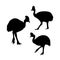 Cassowary bird vector silhouettes