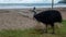 Cassowary Casuarius casuarius Etty Bay