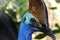 Cassowary close-up