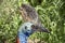 Cassowary close up