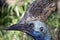 Cassowary close up