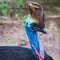 Cassowary Close up face