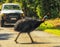 Cassowary Crossing