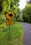 Cassowary crossing sign in rainforest