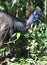 Cassowary ,Daintree,Queensland,Australia