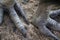 Cassowary feet