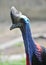 Cassowary head