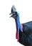 Cassowary head isolated