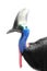 Cassowary isolated in white background, focused on head