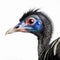 Cassowary, kasuari, asian bird of unusual blue black coloration, close-up on a white background,