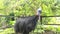 Cassowary is the largest bird, have native to Papua New Guinea and Indonesia, nearby islands, and northeastern Australia