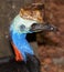 Cassowary portrait