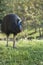 Cassowary portrait